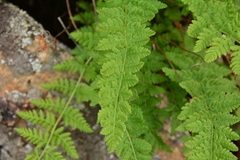 Woodsia
