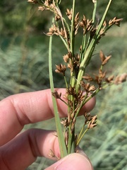 Cladium mariscus