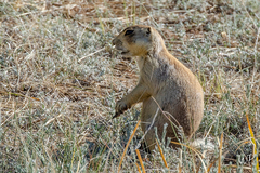 Cynomys parvidens