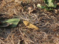 Dissosteira carolina