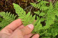 Woodsia