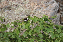 Limenitis weidemeyerii