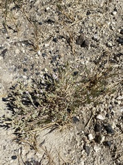 Chloropyron tecopense