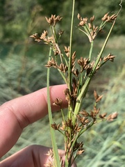 Cladium mariscus
