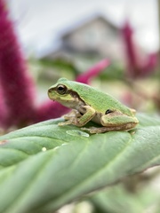 Hyla japonica