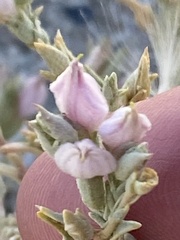 Chloropyron tecopense