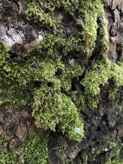 Ulota crispa