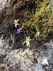 Pinguicula