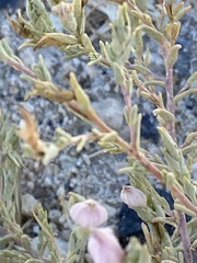 Chloropyron tecopense