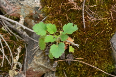 Heuchera cylindrica