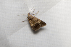 Hydrillodes lentalis