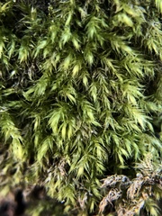 Ulota crispa