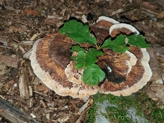 Ischnoderma benzoinum