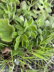 Crassula ciliata