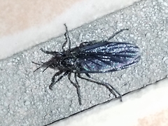 Dilophus