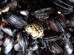 Pollicipes polymerus