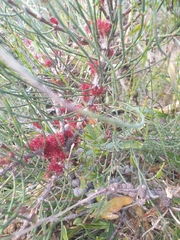 Allocasuarina verticillata