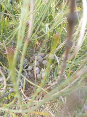 Allocasuarina verticillata