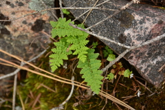 Woodsia