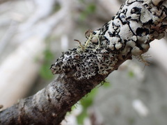 Hypogymnia lophyrea
