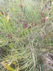 Allocasuarina verticillata
