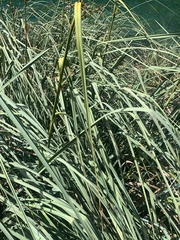 Cladium mariscus