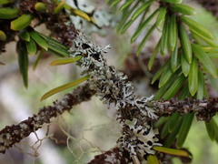 Hypogymnia hultenii