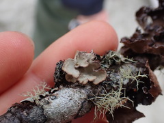 Lobarina scrobiculata