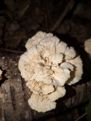 Trametes ochracea
