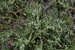 Lithospermum incisum
