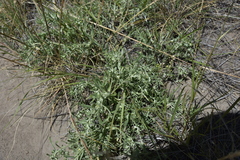 Lithospermum incisum