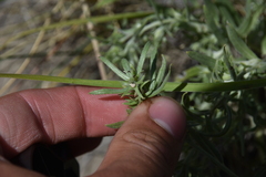 Lithospermum incisum