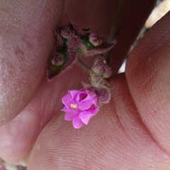 Mirabilis oxybaphoides