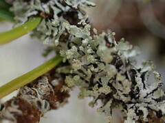 Hypogymnia hultenii