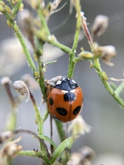 Coccinella septempunctata