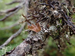 Hypogymnia lophyrea