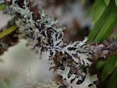Hypogymnia hultenii