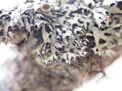 Hypogymnia lophyrea