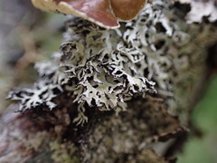 Hypogymnia lophyrea