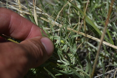 Lithospermum incisum