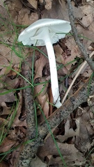 Phalloideae