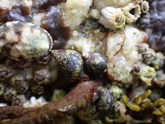 Littorina
