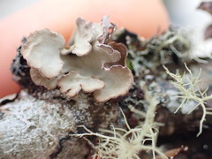 Lobarina scrobiculata