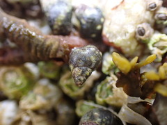Littorina