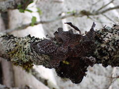 Lobaria anomala