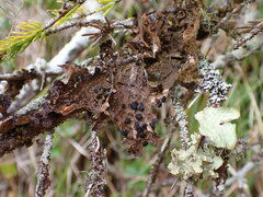 Lobaria anthraspis