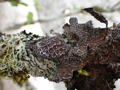 Lobaria anomala
