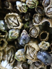 Littorina