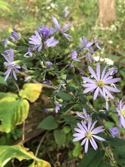 Symphyotrichum shortii