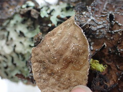 Lobaria anomala